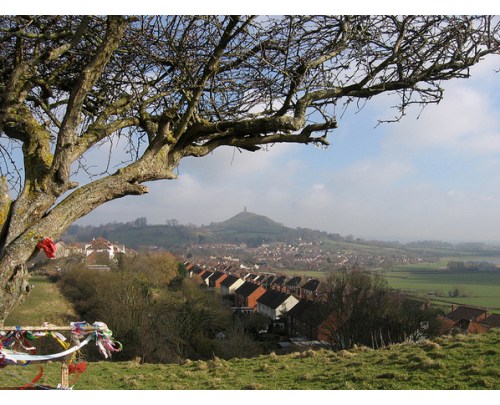 Holy Thorn - Glastonbury