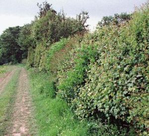 British Hedgerow