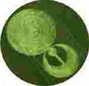 Stonehenge crop circle