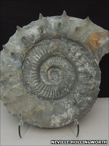 Another Rieneckia ammonite was found in the park several years ago