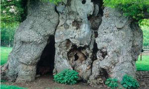 The mighty Bowthorpe Oak, near Bourne in Lincolnshire is Europe's greatest girth English Oak at a massive 42 feet Photograph: Alamy