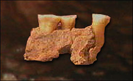 The jawbone which has caused so much excitement