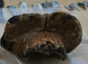 aurochs bones Amesbury