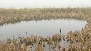 Defra said establishing dewponds would encourage birds, newts and other amphibians